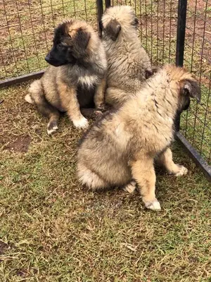 3-6 Months Male Purebred Caucasian Shepherd