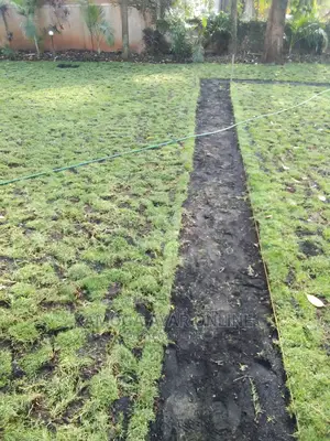 Paspalum Grass, Maintenance, Planting, Treatment Etc