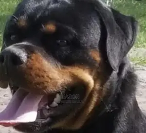 6-12 Months Male Purebred Rottweiler