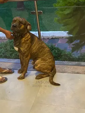 6-12 Months Male Purebred American Pit Bull Terrier