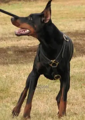 6-12 Months Male Purebred Doberman Pinscher