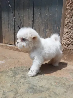 1-3 Months Male Purebred Maltese
