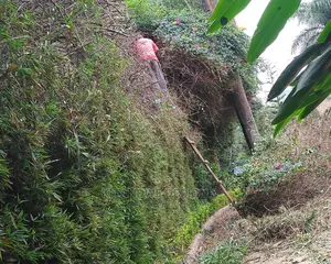 Landscaping And Gardening