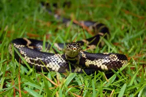 Snake Control