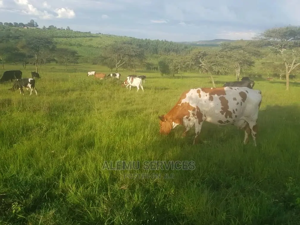 Farm Land.