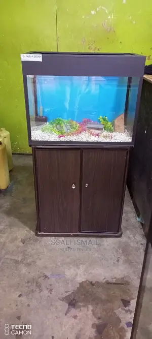 Medium Sized Aquarium With Good Setup