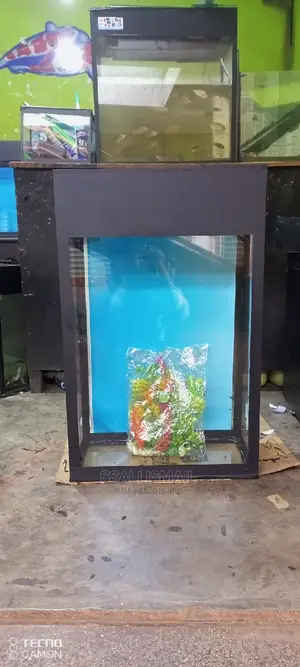 Aquarium Is Tall Enough to Accomadate Enough Fish