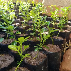 Omusongola (African Sex Tree) Citropsis Seedlings for Sale.