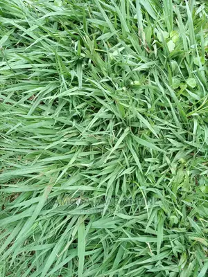 Pemba Paspalum Grass, Zimbabwe, Bermuda, South Africa