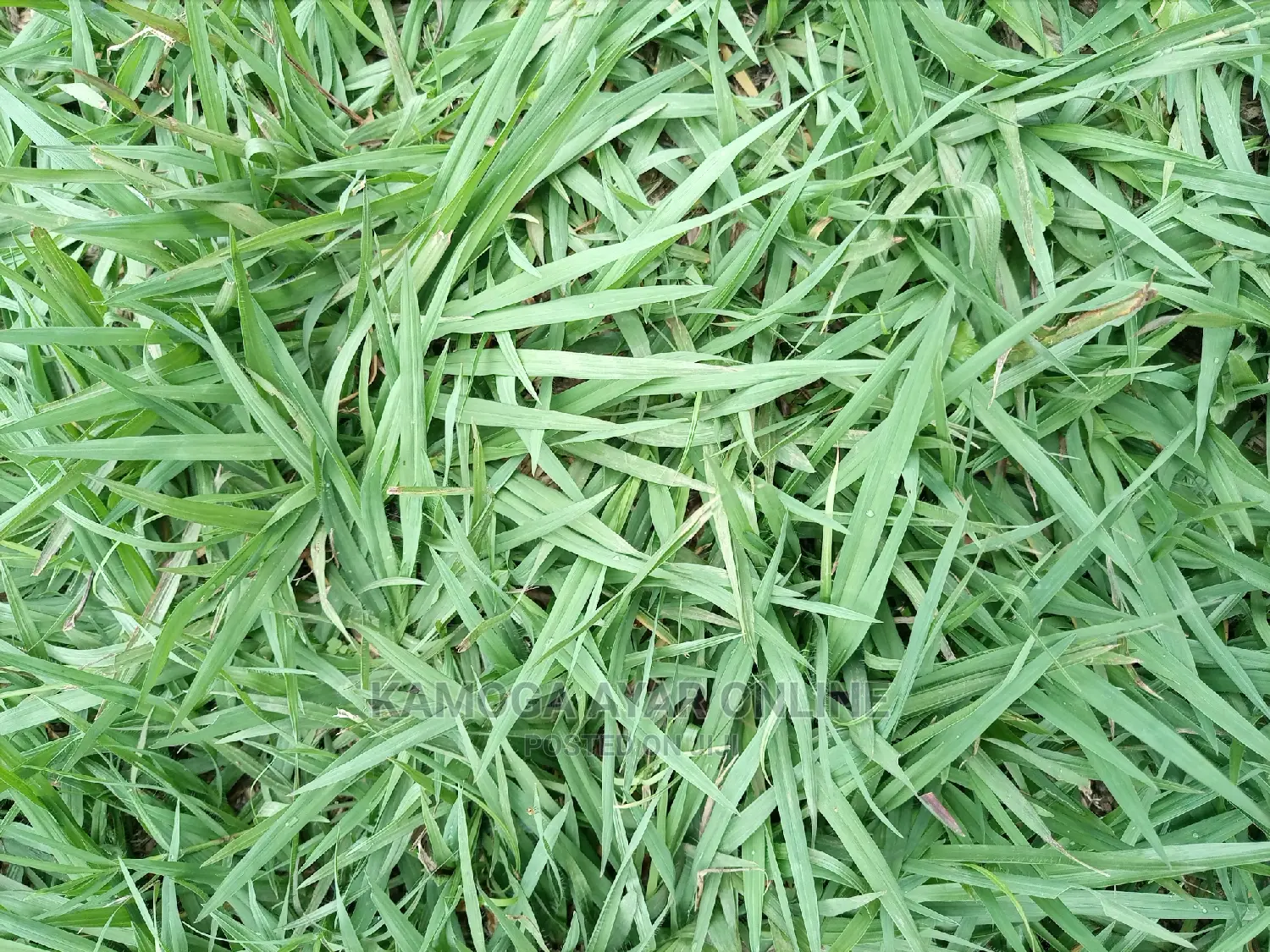 Paspalum Grass Zimbabwe,Pemba, South Africa, Bermuda