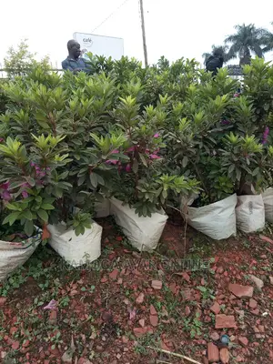 Garden Flowers and Compound Designing Design