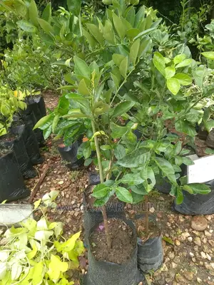 Hybrid Orange Trees
