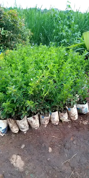 Garden, Compound Flowers and Design