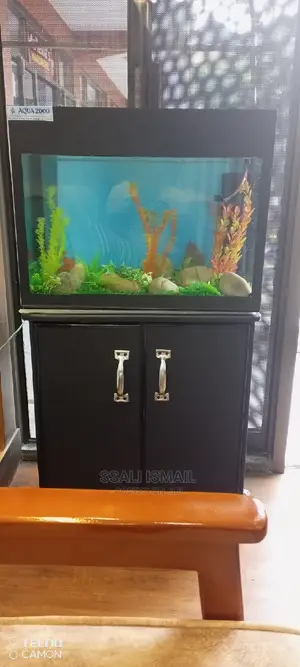 Medium Sized Beautiful Aquarium