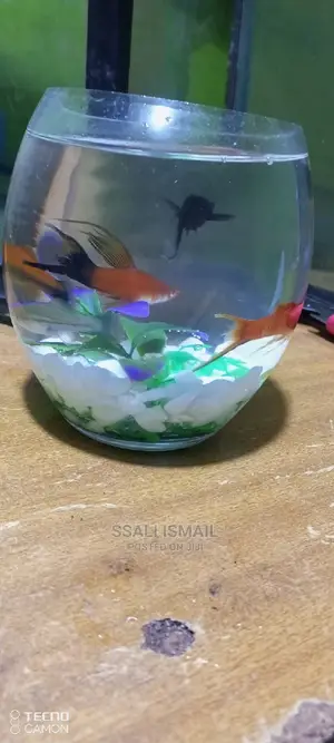 Nice and Well Decorated Fish Bowl