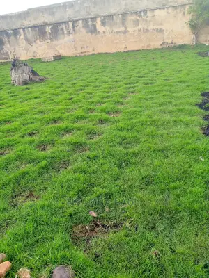 Zimbabwe Carpet Grass