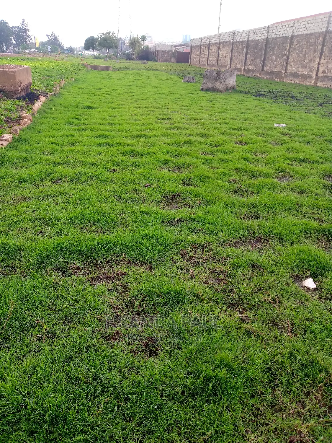 Zimbabwe Carpet Grass