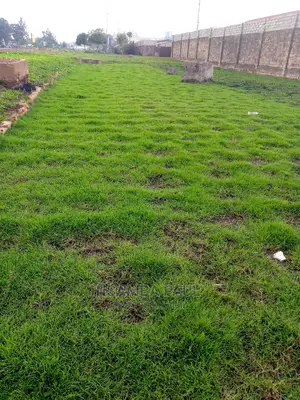Zimbabwe Carpet Grass