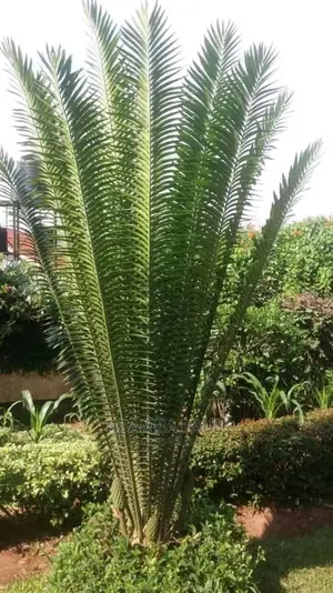 Sycad Palms