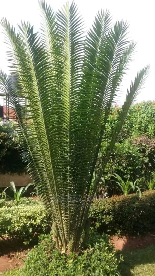 Sycad Palms