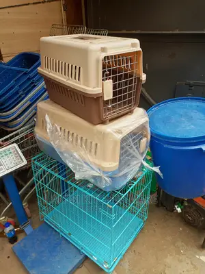 3-6 Months Female Mixed Breed Dog