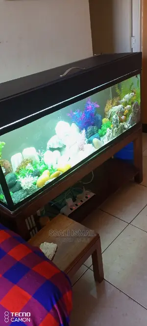Medium Sized Fish Tank With the Best Interior