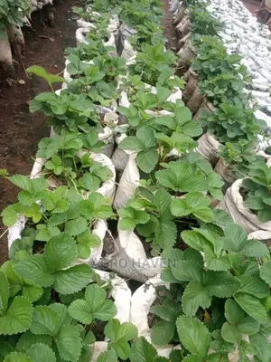 Strawberry Seedlings