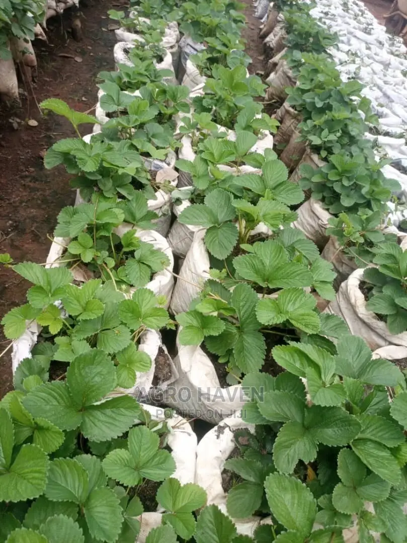 Strawberry Seedlings