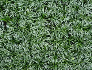 White and Green Paspalum Natural Grass
