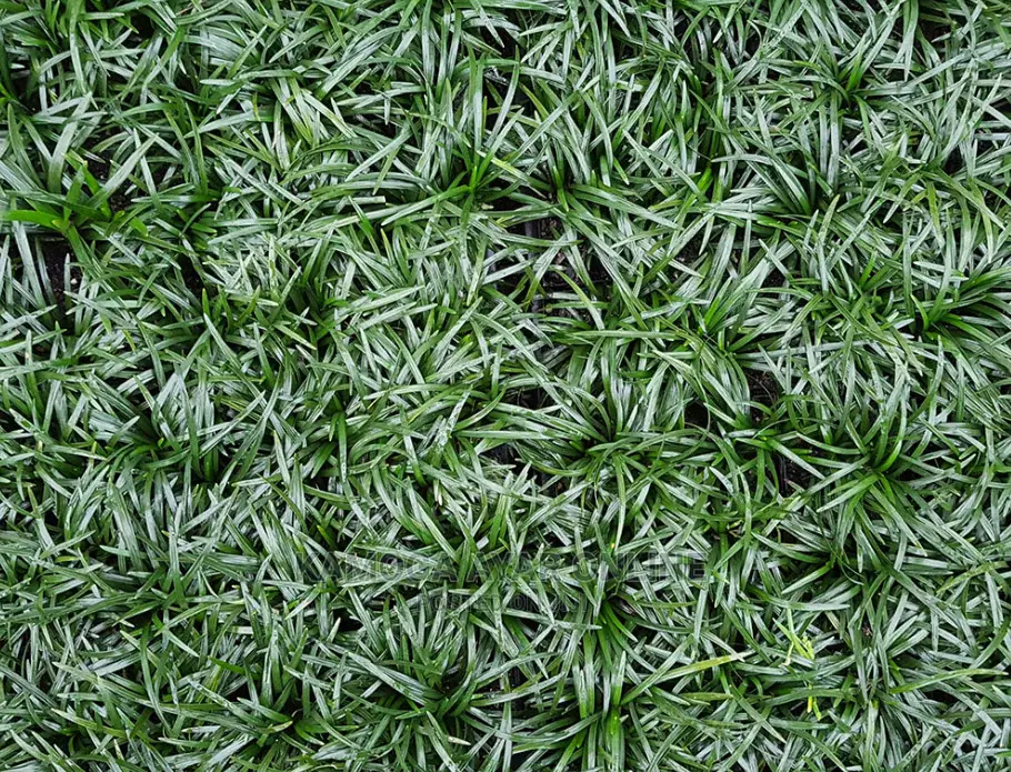 White and Green Paspalum Natural Grass