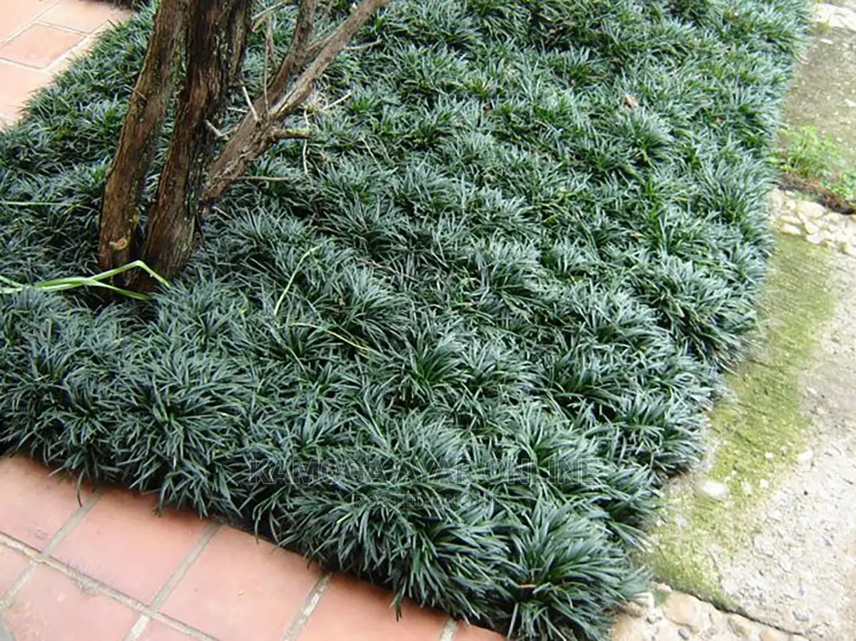 White and Green Paspalum Grass