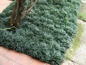 White and Green Paspalum Grass