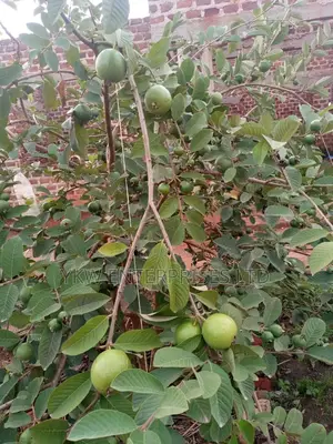 Guarva Seedlings