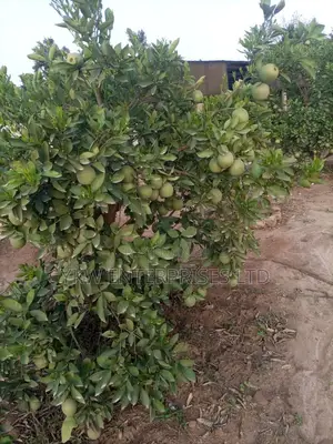Guarva Seedlings