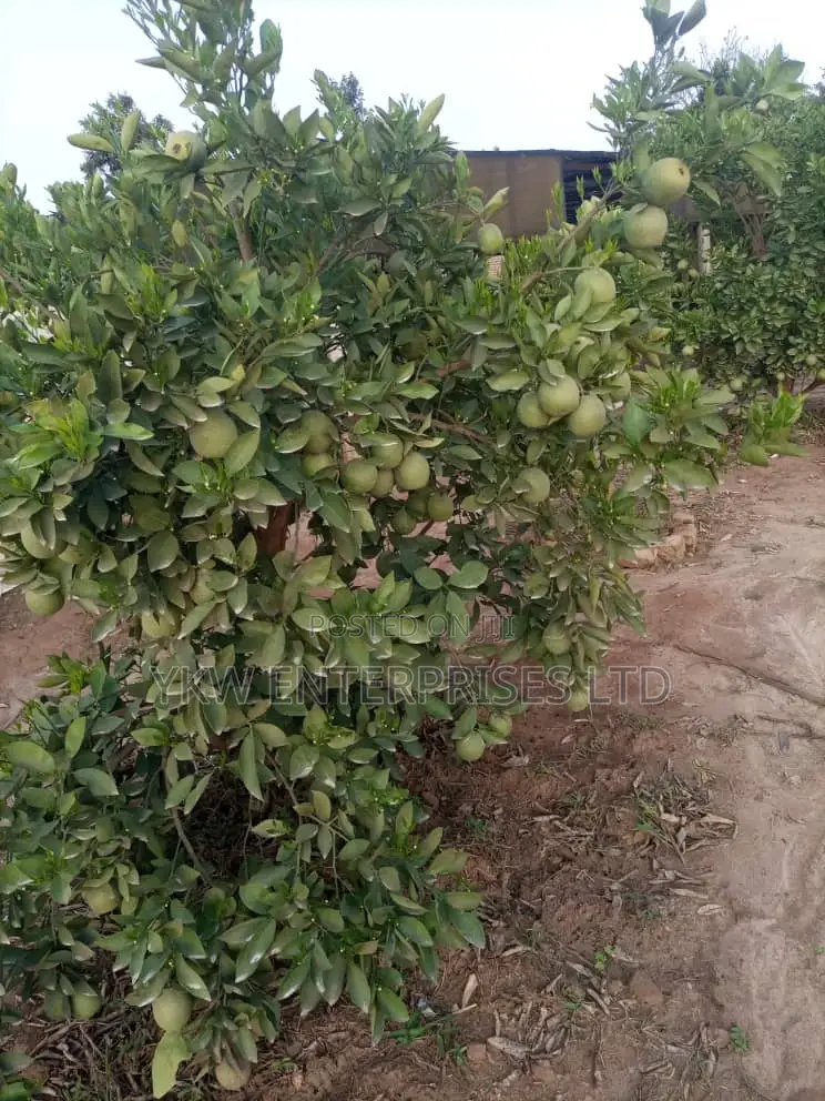 Guarva Seedlings