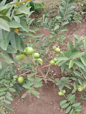 Guarva Seedlings