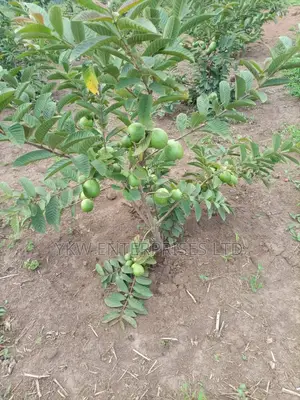 Guarva Seedlings
