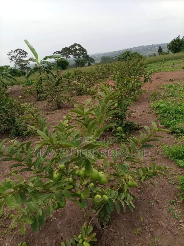 Guarva Seedlings