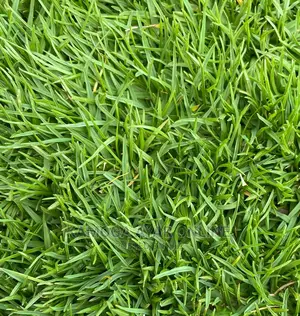 Zimbabwe Natural Paspalum Grass
