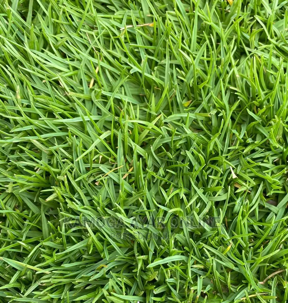 Zimbabwe Natural Paspalum Grass