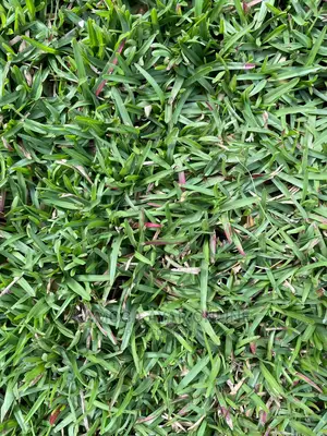 Carpet Natural Paspalum Grass
