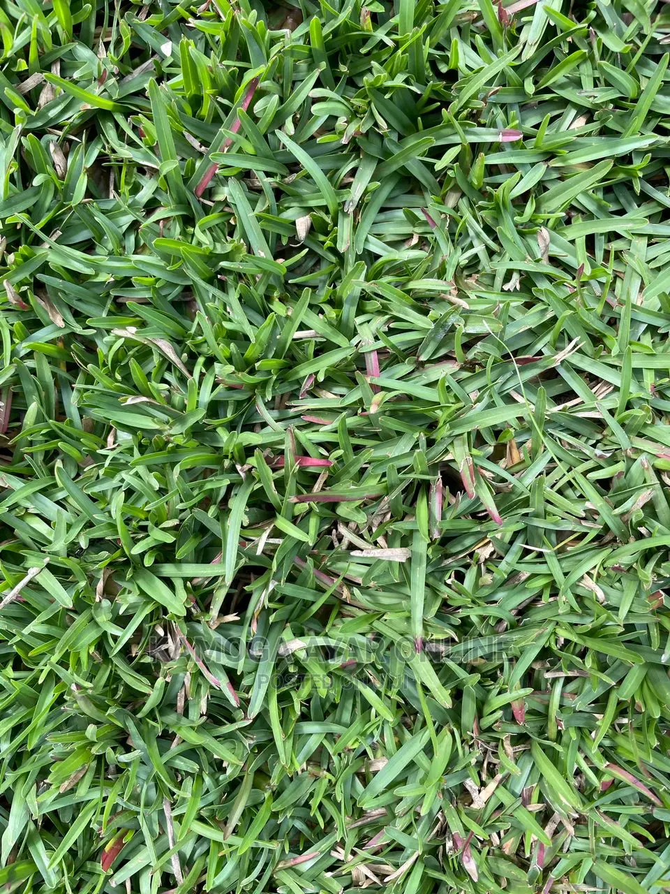 Carpet Natural Paspalum Grass