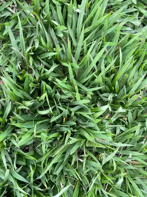 Paspalum Grass -