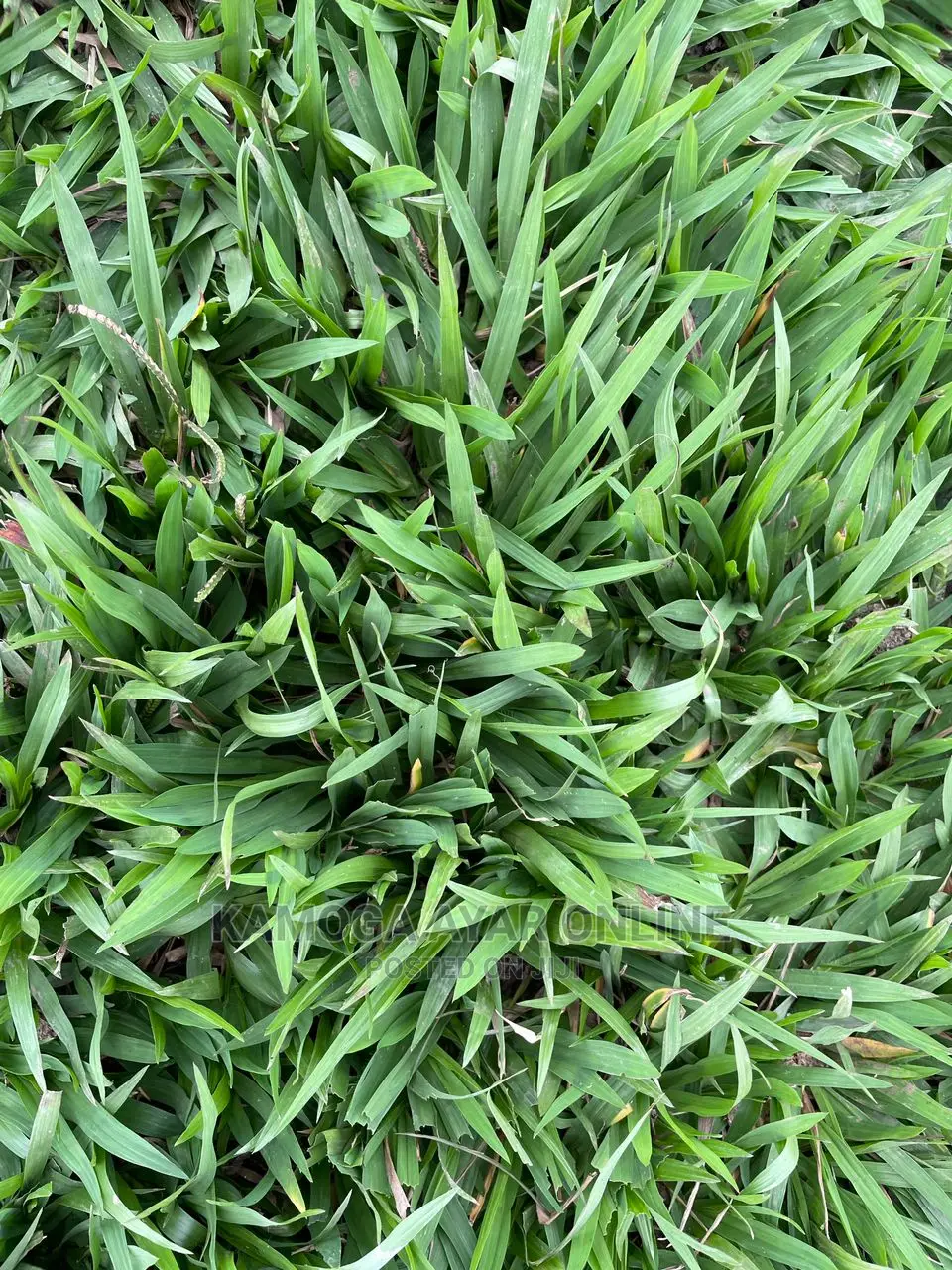 Paspalum Grass -