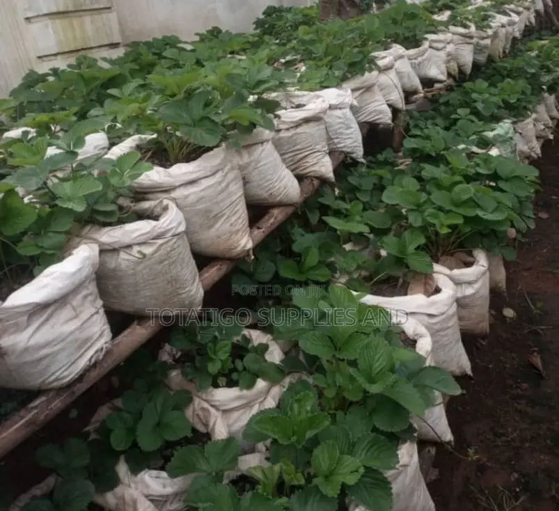 Good Strawberry Seedlings