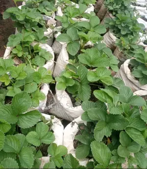 Strawberry Seeds Ready for Planting
