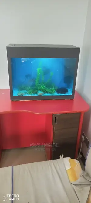 Aquarium on the Best Wooden Stand