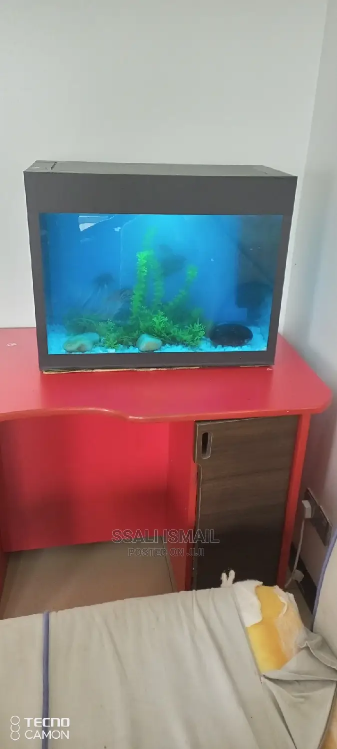 Aquarium on the Best Wooden Stand