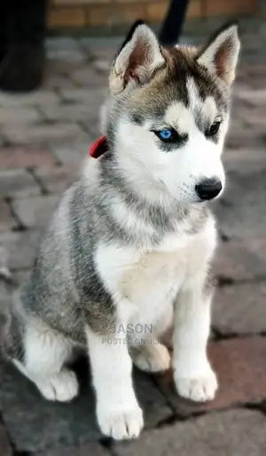 Young Male Purebred Siberian Husky