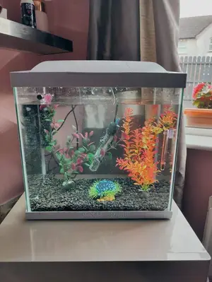 Simple but Very Neat in Shape and Design Aquarium